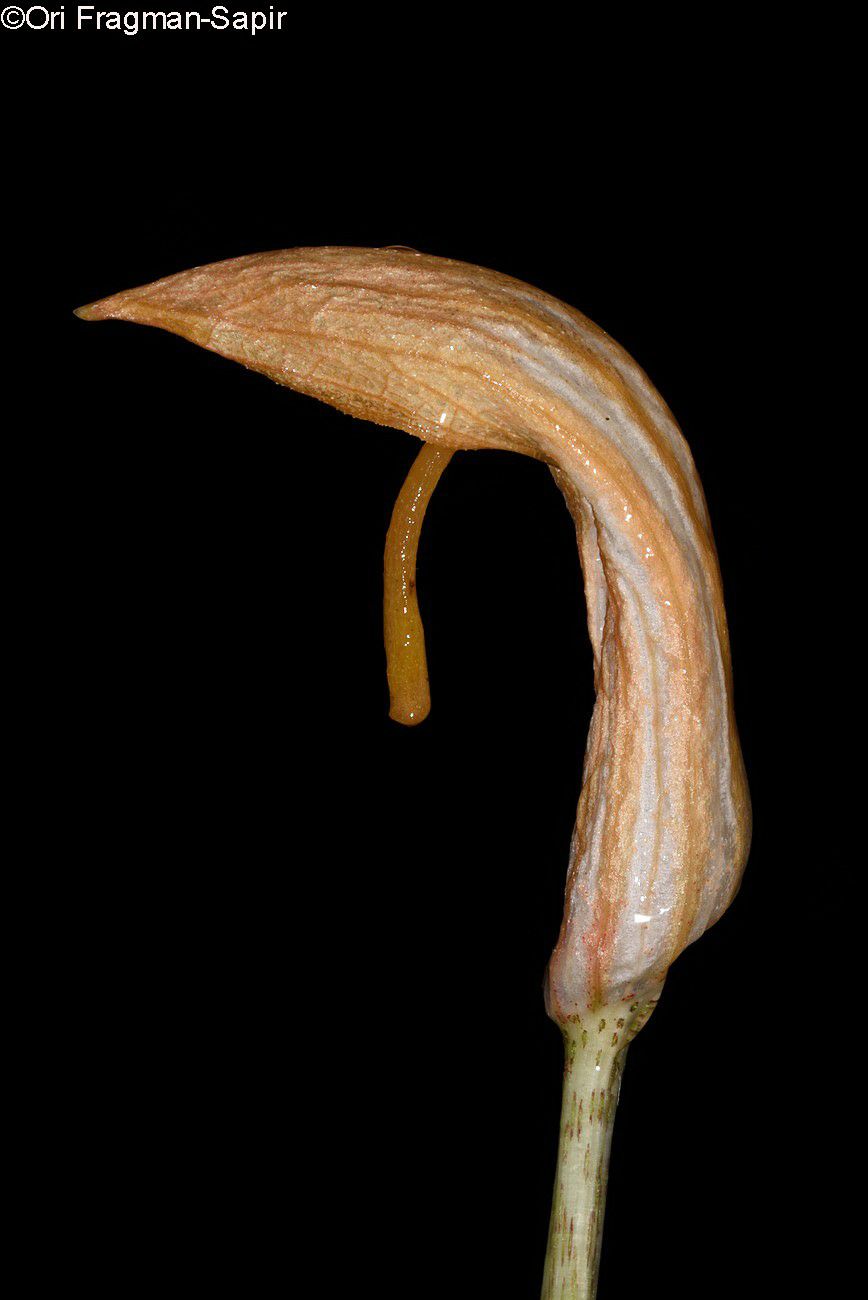 Arisarum vulgare - Aharon's Rod, Friar's Cowl, לופית מצויה, לופית מצויה