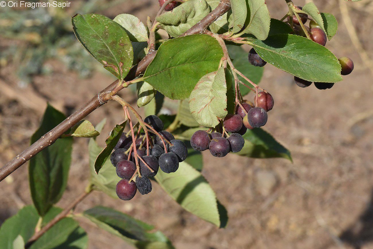 Aronia melanocarpa - Black Chokeberry, ארוניה שחורת-פירות, אָרוניה שחורת-פירות