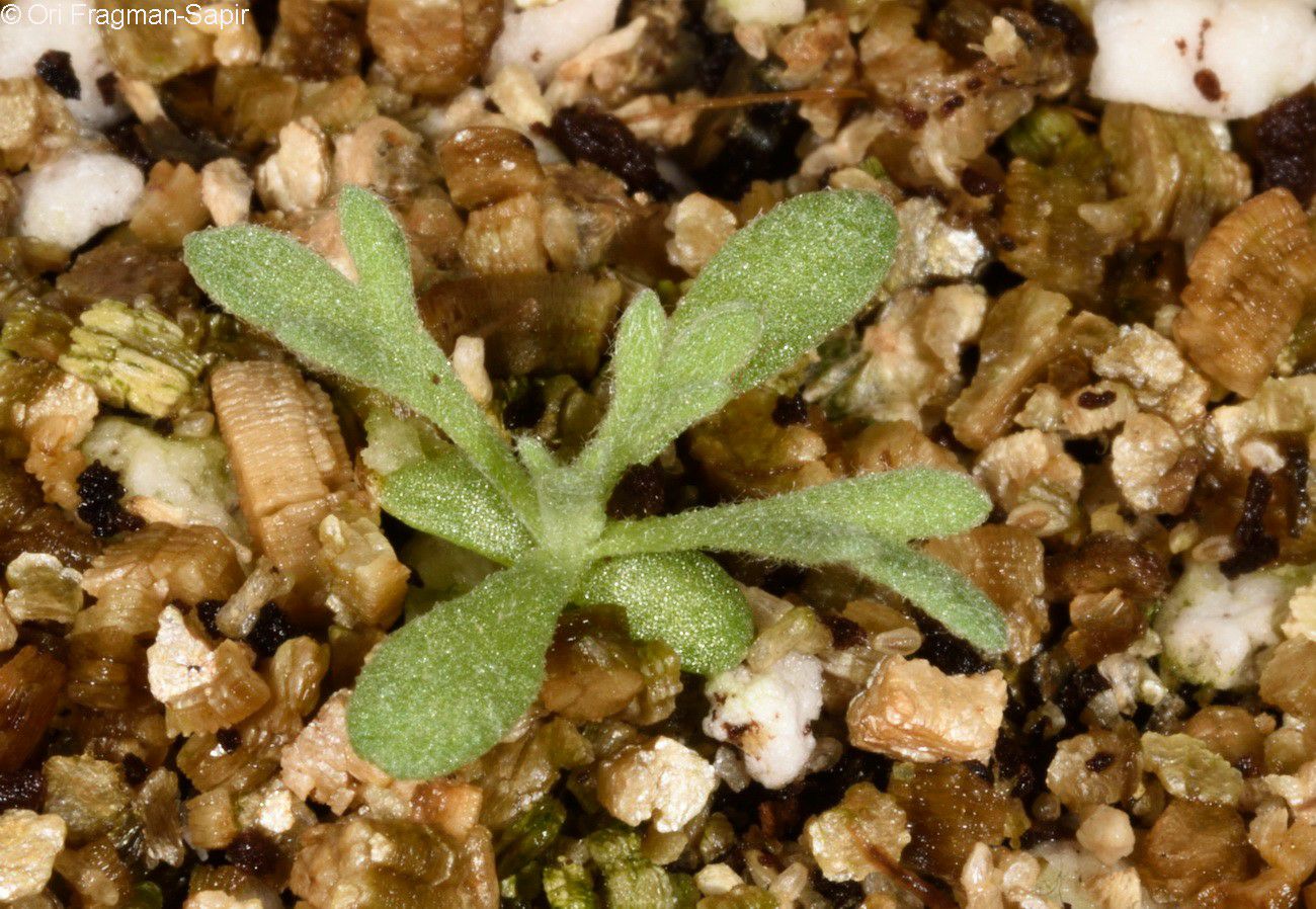 Artemisia judaica - Judean Wormwood, לענת יהודה, לענת יהודה