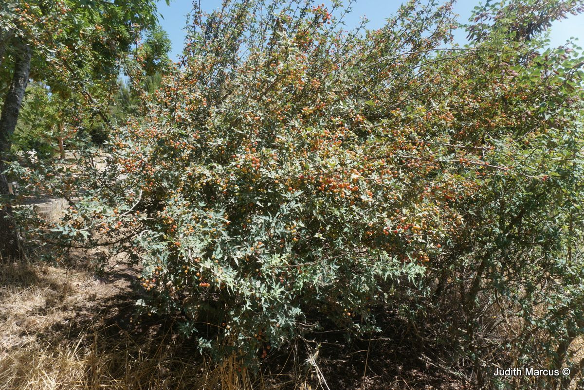 Berberis fremontii - Desert Barberry, Desert Mahonia, Fremont's Mahonia, ברברית פרמונט, ברברית פרמונט