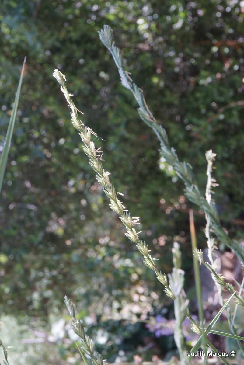 Elytrigia elongata - Tall Wheatgrass , גלדן מוארך