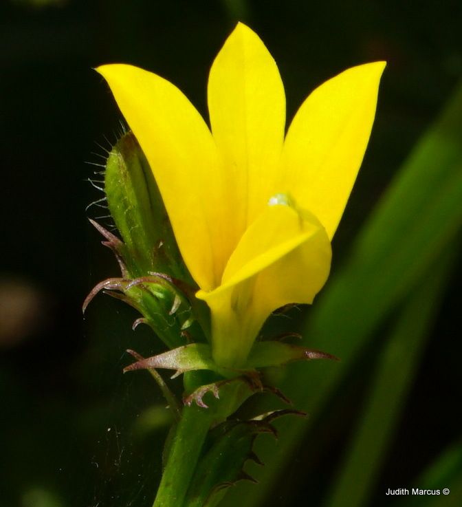 Monopsis lutea - Gold Lobelia, Yellow Lobelia, מונופסיס צהוב, מונופסיס צהוב