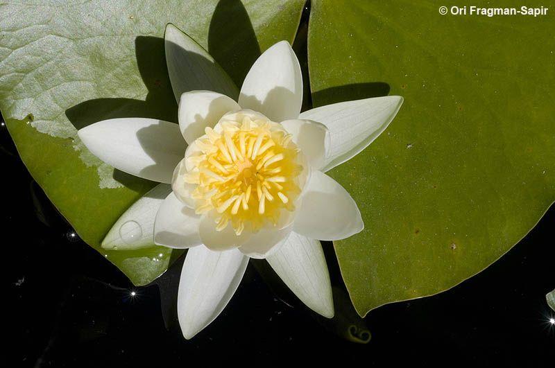 Nymphaea alba - White Water-lily, European White Waterlily, White Lotus, נימפאה לבנה, נימפאה לבנה