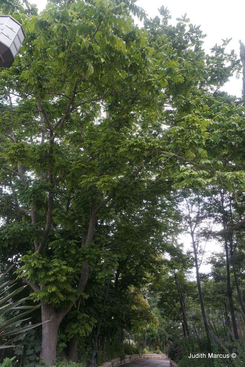 Pterocarya fraxinifolia - Caucasian Wingnut, פטרוקריה מילנית, פטרוקריה מילנית