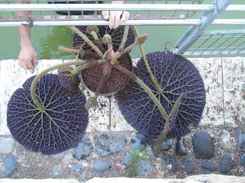 Victoria amazonica