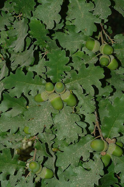 Quercus pubescens - Downy Oak, Pubescent Oak, אלון לביד, אלון לביד, אלון לביד
