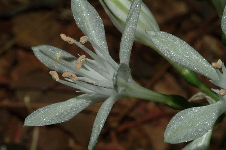 Vagaria parviflora - Small-flowered Pancratium, Small-flowered Vagaria, בת-חבצלת קטנת-פרחים, חבצלת קטנת-פרחים