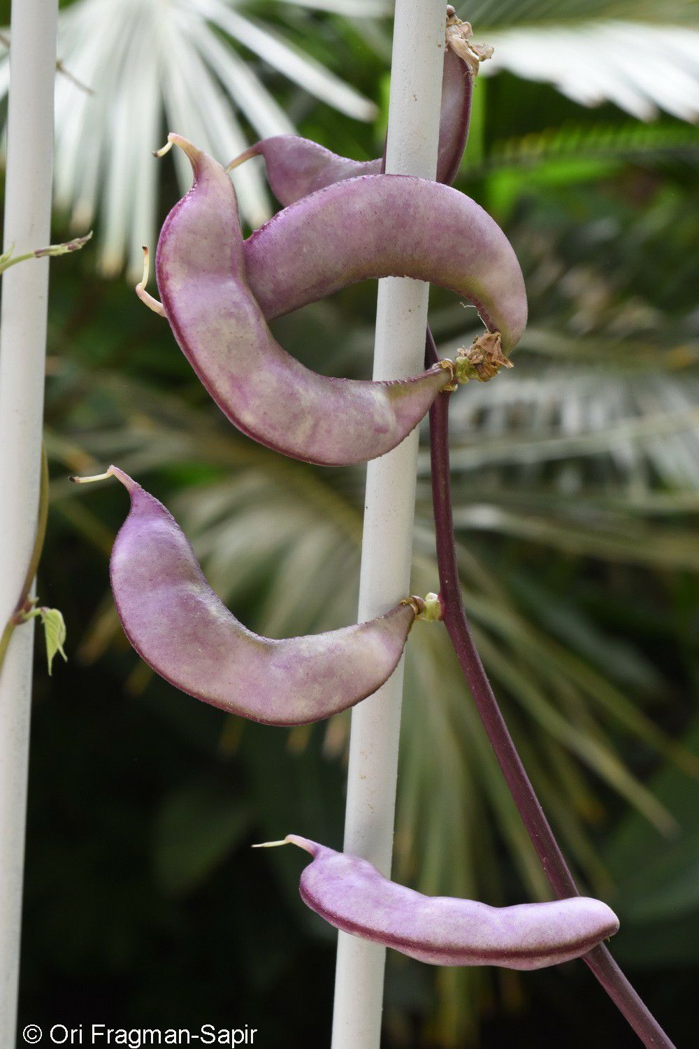 Lablab purpureus - Hyacinth Bean, Lablab Bean, Field Bean, Pig-ears, Poor Man's Bean, Tonga Bean, לבלב מטפס, לבלב ארגמני