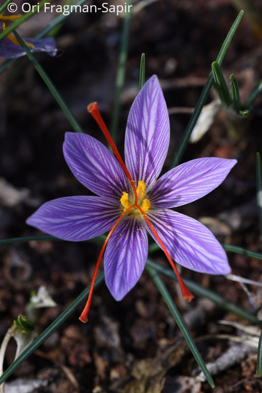 Crocus cartwrightianus - Wild Saffron, כרכום קרטרייט, כרכום קרטרייט