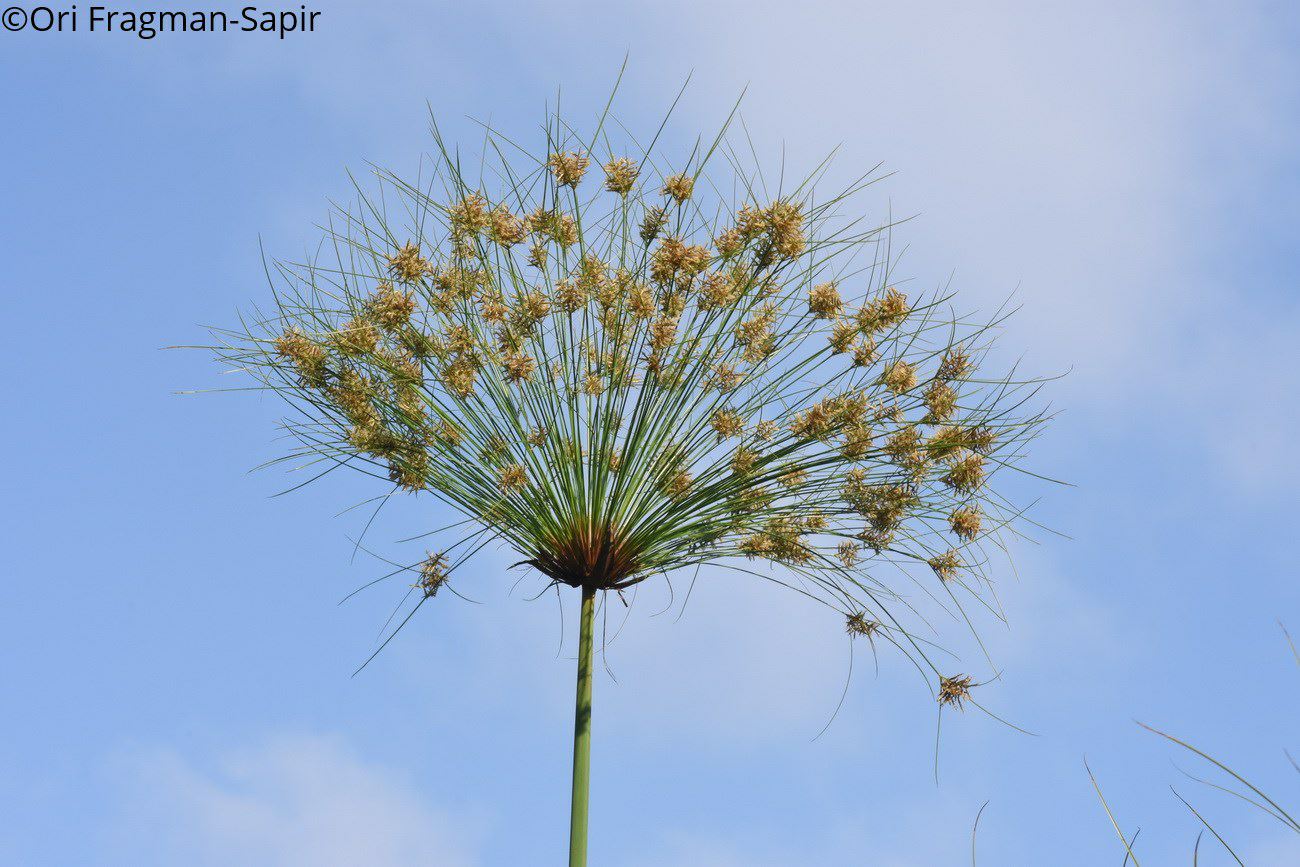 Cyperus papyrus - Papyrus Sedge,  Paper Reed, Egyptian Paper Reed, Indian Matting Plant, Nile Grass, Egyptian King Tut Grass, גומא הפפירוס, גומא הפפירוס
