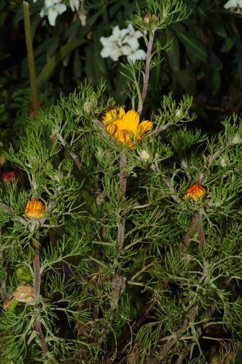 Cladanthus arabicus - Palm Spring Daisy, Golden Crown, קחוונית ערבית