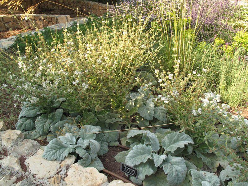 Salvia argentea - Silver Sage, Silver Salvia, Silver Clary, מרווה מכסיפה, מרווה מכסיפה