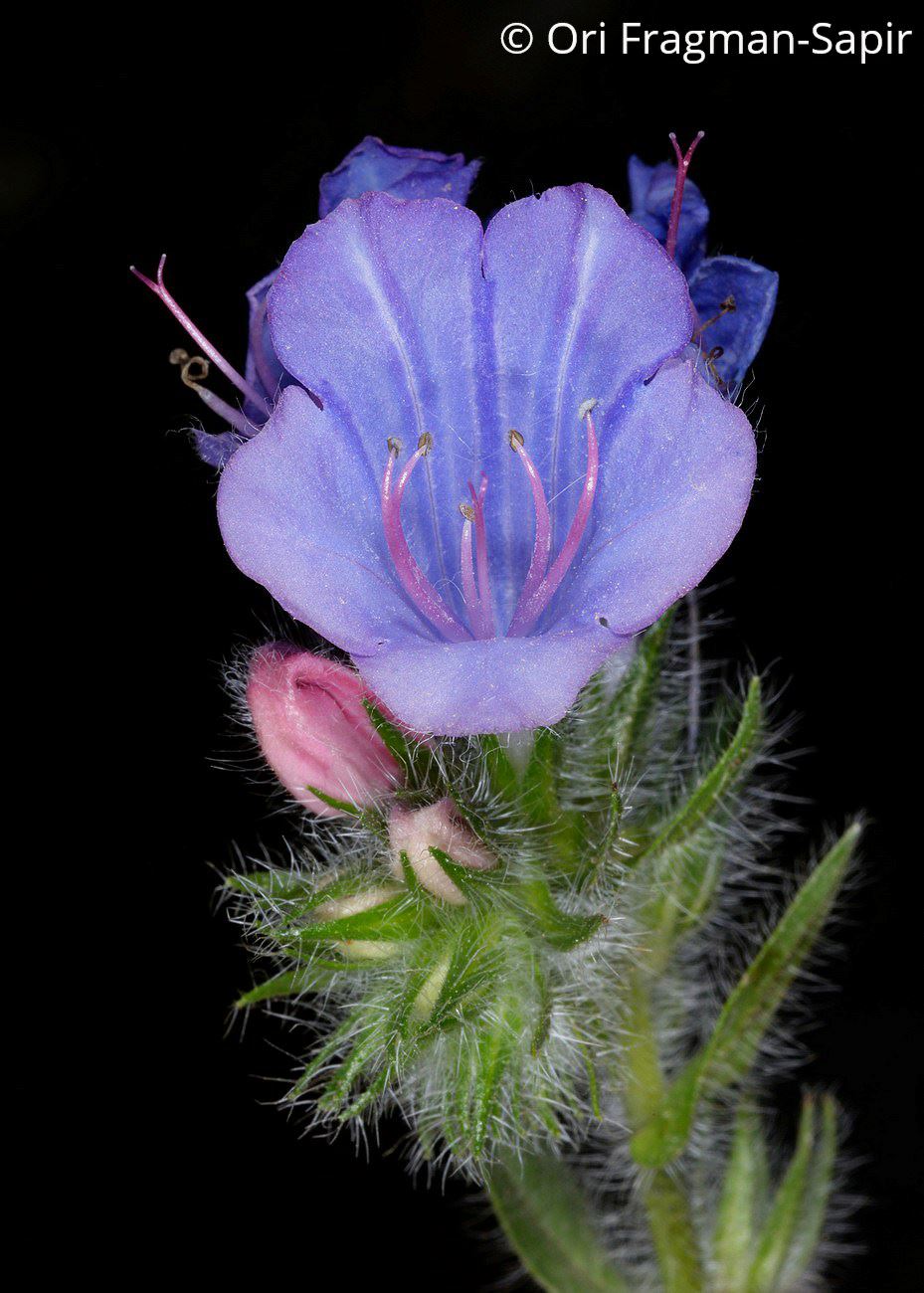 Echium plantagineum - Purple Viper's Bugloss, Jersey Bugloss, Plantain-leaved Viper's Bugloss, עכנאי לחכי, עכנאי לחכי, עכנאי נאה (לחכי)