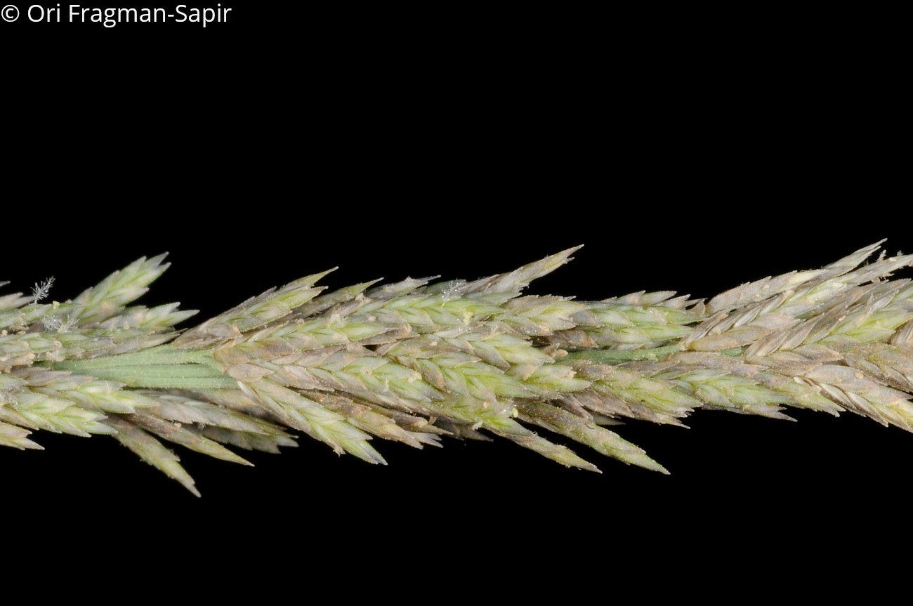 Eragrostis sarmentosa - Swamp Lovegrass, בן-חילף הביצות, בן- חילף הביצות