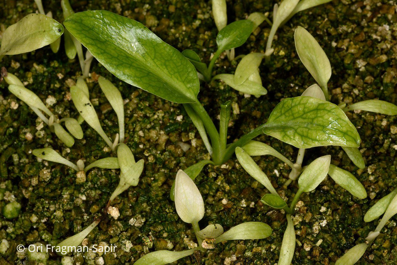 Eryngium pusillum - Barrelier's Eryngo, Pond Eryngio, חרחבינה טובענית, חרחבינת טובענית