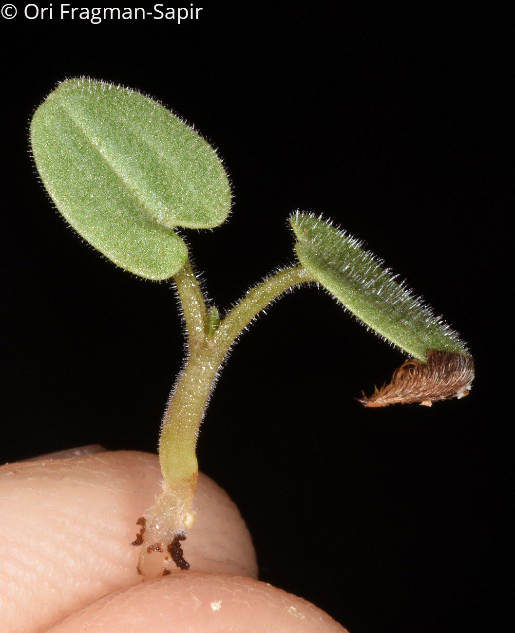 Erodium subintegrifolium - מקור-חסידה תמים, מקור-חסידה תמים