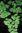 Adiantum tenue var. bicolor - שערות-שולמית