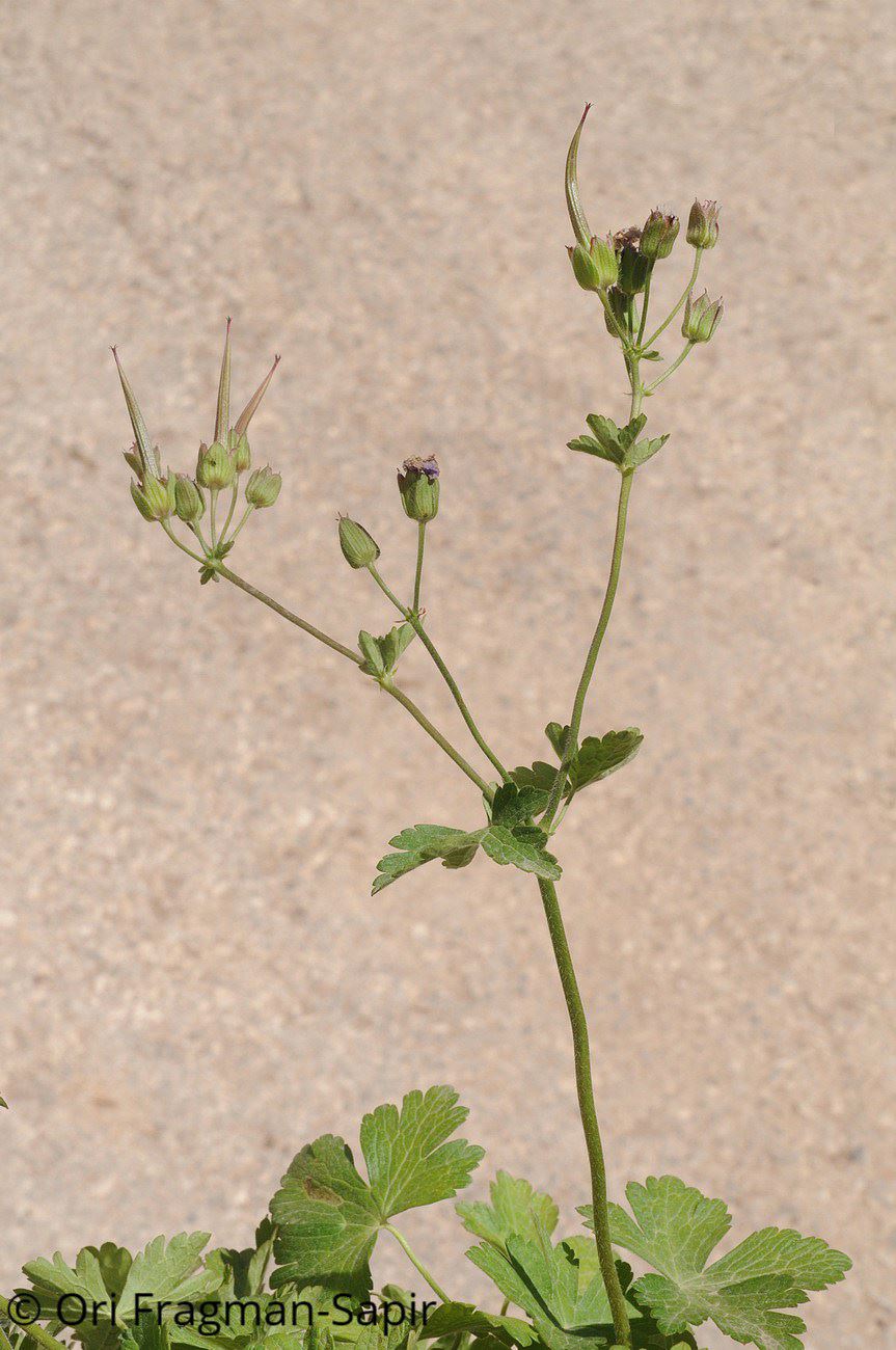 Geranium libanoticum - Hermon Craesbill, גרניון החרמון, גרניון החרמון