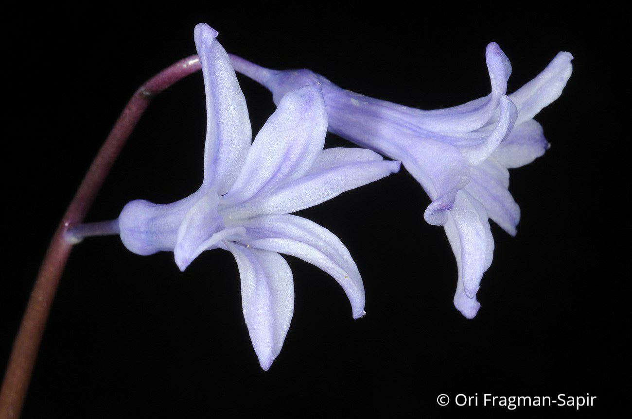 Hyacinthus orientalis subsp. orientalis - יקינתון מזרחי תת-מין מזרחי, יקינתון מזרחי תת-מין מזרחי