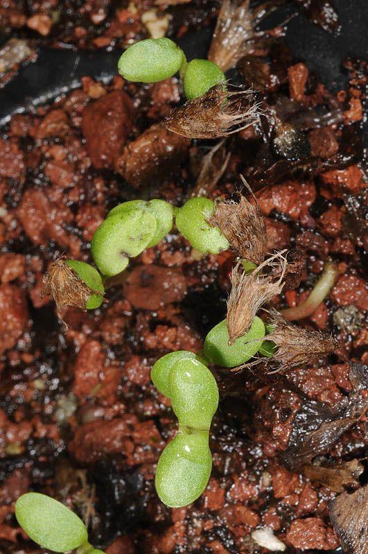 Trifolium pratense - Red Clover, תלתן אדום
