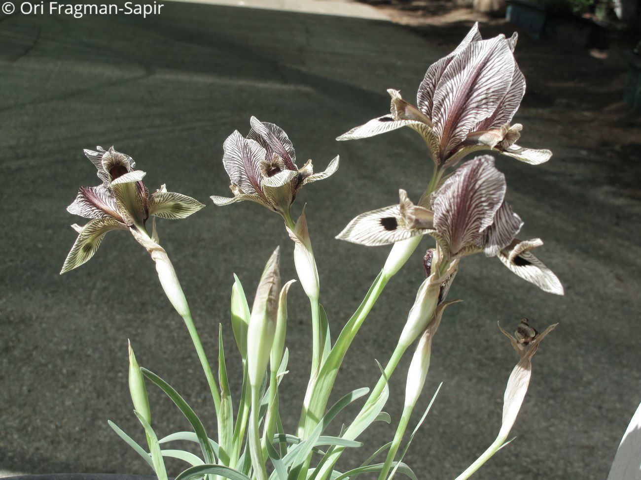Iris acutiloba - איריס חד-אונות, איריס  חד-אונות