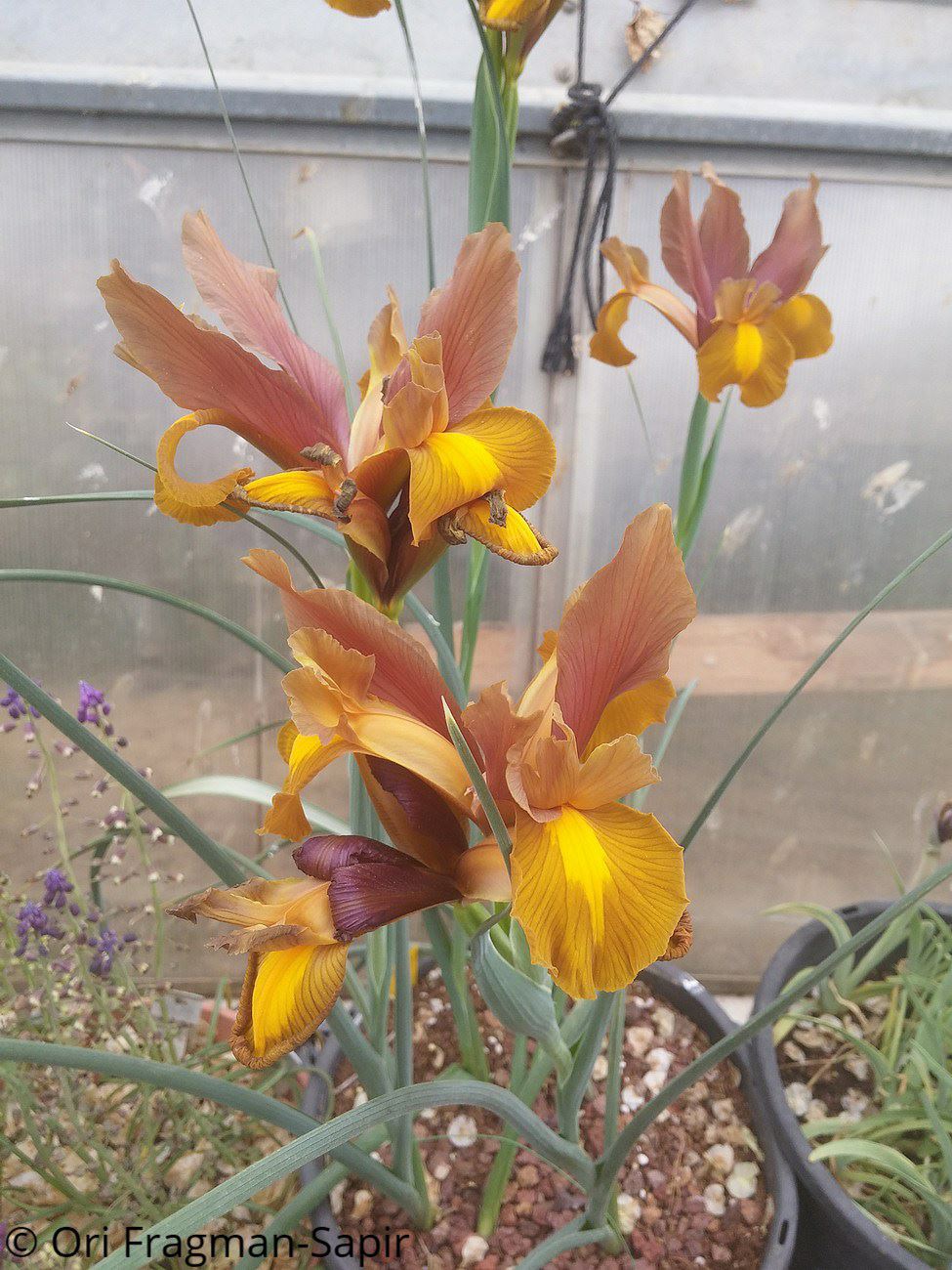 Iris × hollandica 'Bronze Beauty' - Dutch Iris 'Bronze Beauty', איריס הולנדי 'ברונז ביוטי', איריס הולנדי 'ברונז ביוטי'