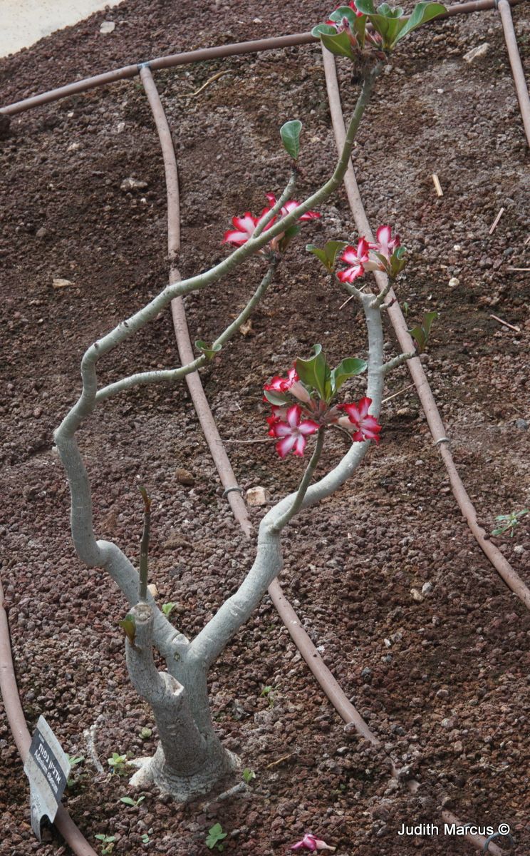 Adenium obesum - Desert Rose, אדניון נפוח, אדניון נפוח