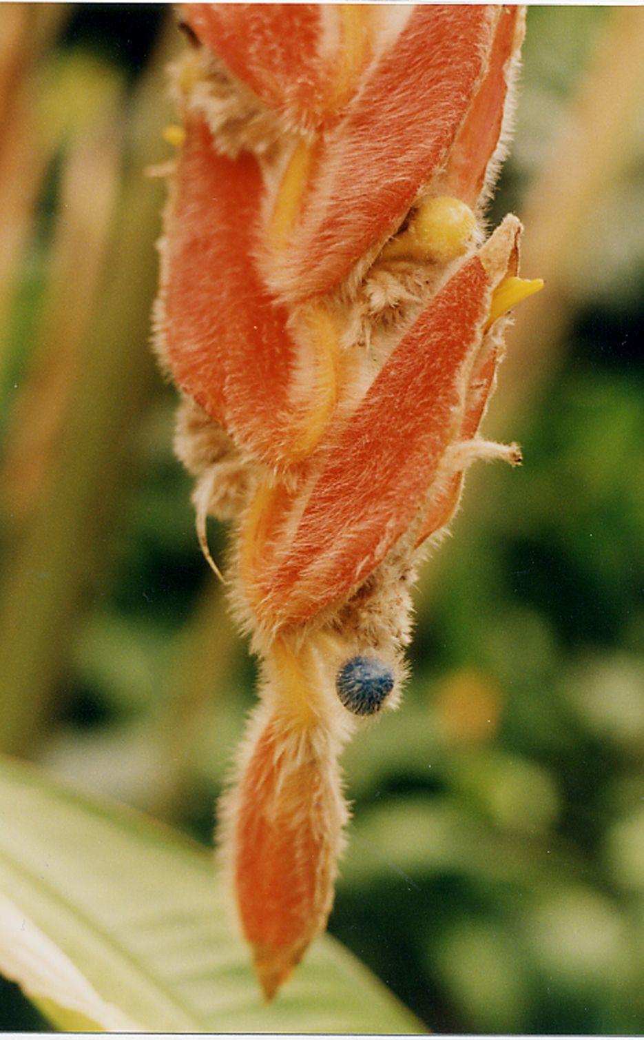 Heliconia vellerigera - Furry Heliconia, King Kong , She Kong