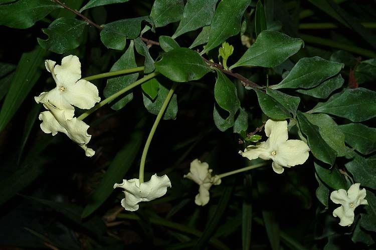 Brunfelsia americana - Lady of the Night, ברונפלסיה אמריקנית, ברונפלסיה אמריקנית