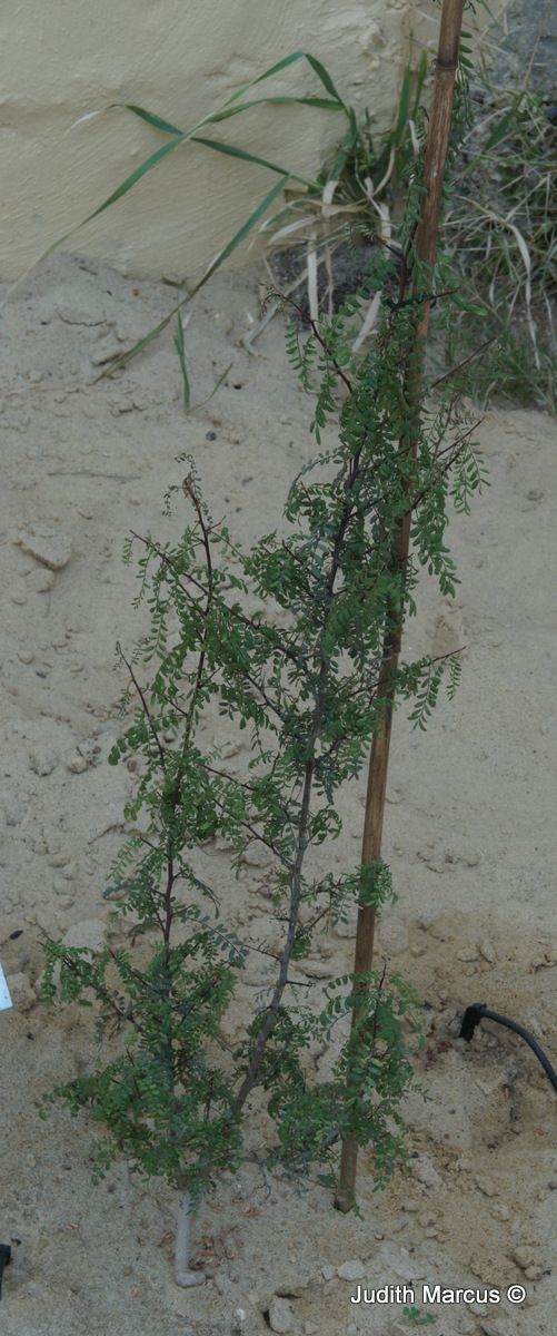 Ceratonia oreothauma - חרוב הררי