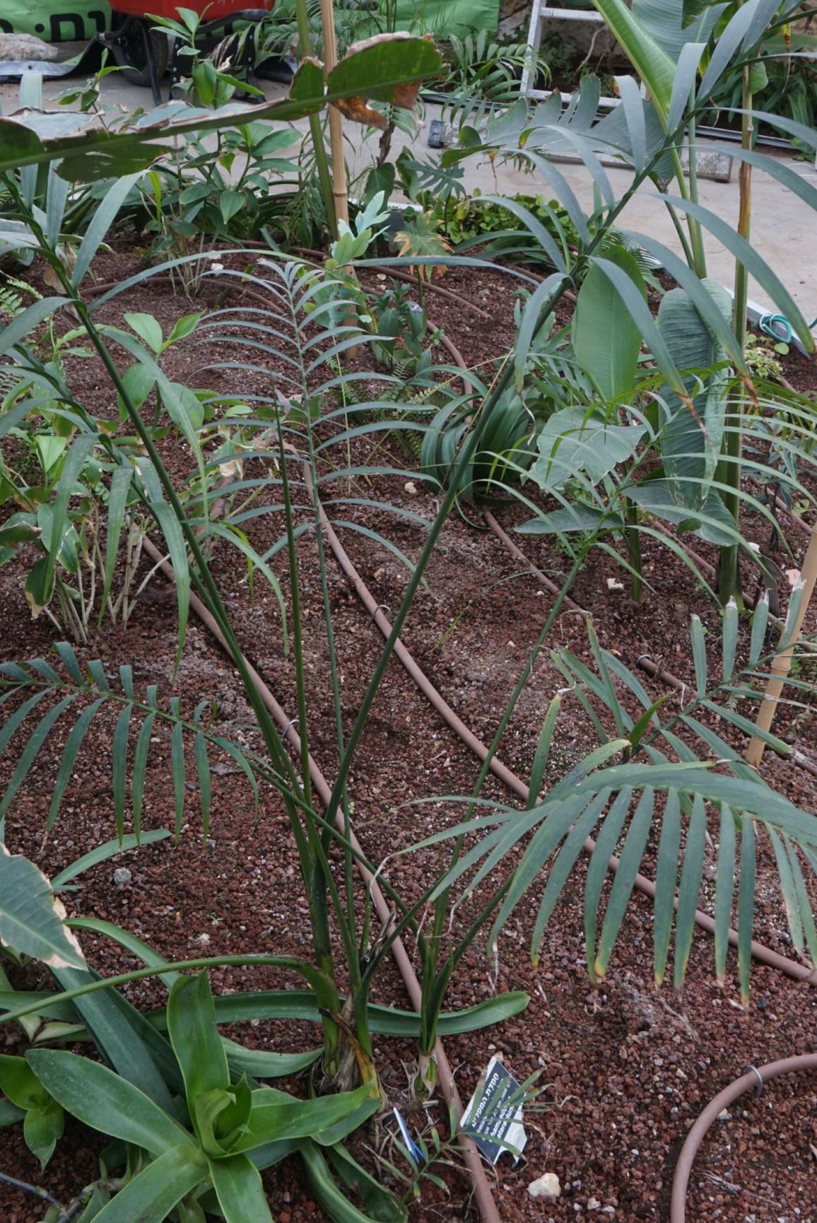 Chamaedorea cataractarum - Cat Palm, Cascade Palm, Cataract Palm, חמדת המפלים, חמדת המפלים
