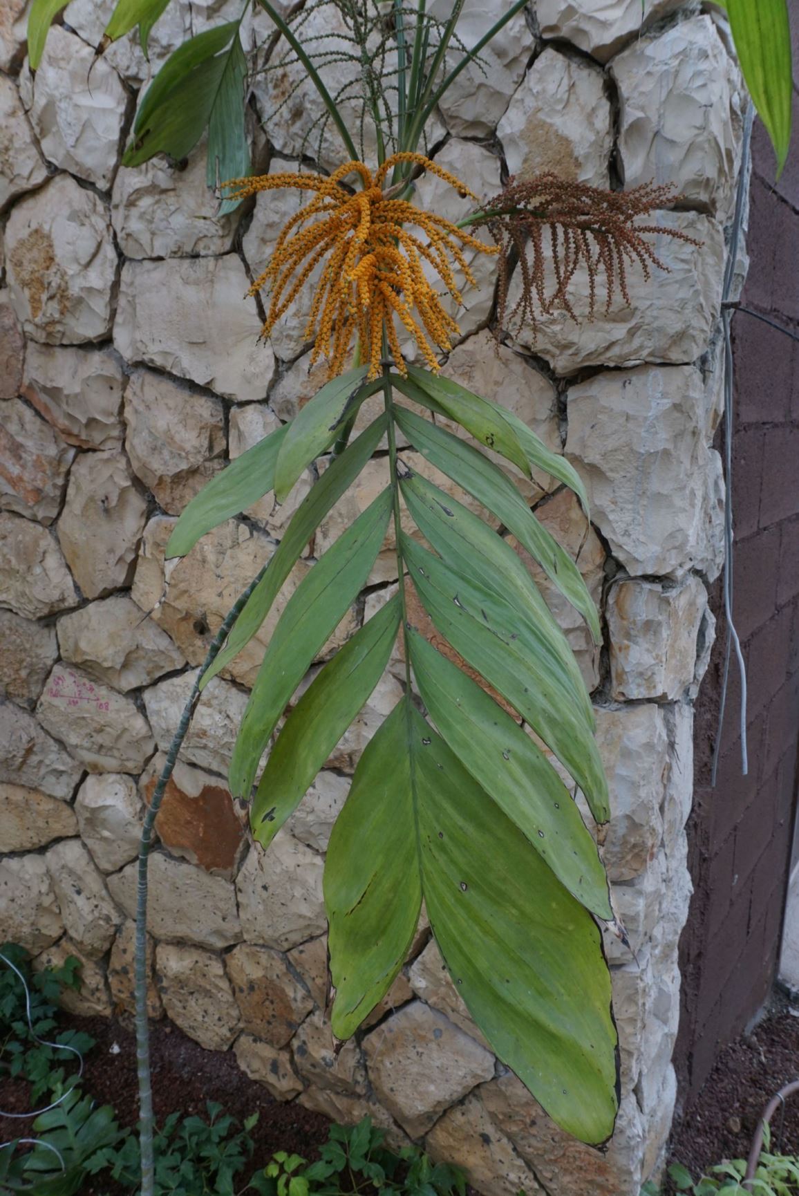 Chamaedorea seifrizii - Neanthe Bella Palm, Parlour Palm, חמדה מתפרצת, חמדת זייפריץ