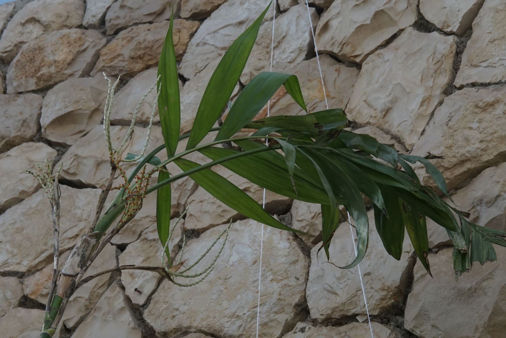 Chamaedorea tepejilote - Pacaya Palm, חמדת טפז'ילוטה, חמדת טפז'ילוט