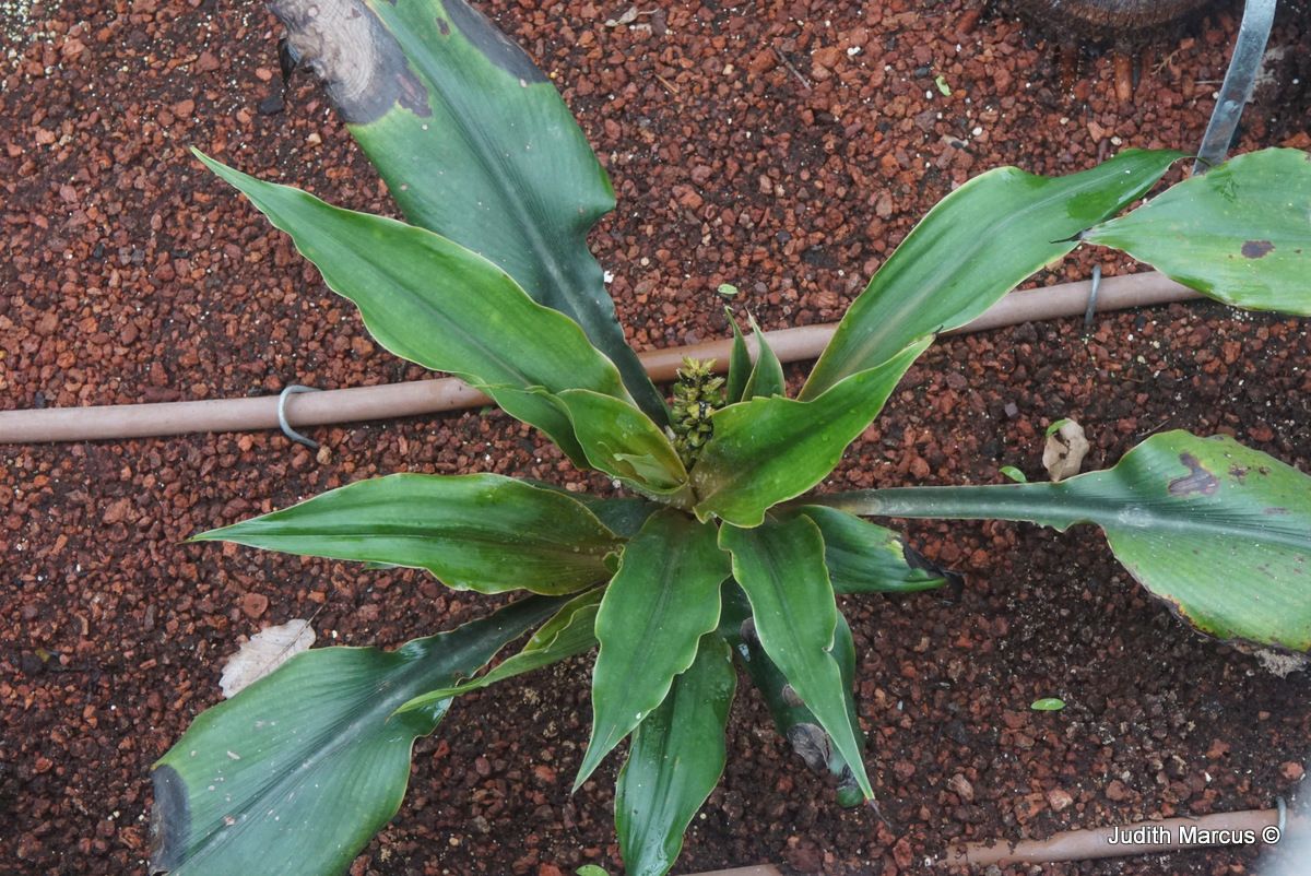 Chlorophytum orchidastrum - ירקה סחלבית, ירקה סחלבית