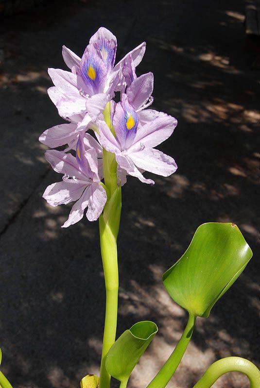 Eichhornia crassipes - Common Water Hyacinth, איכהורניה עבת-רגל, איכהורניה עבת-רגל