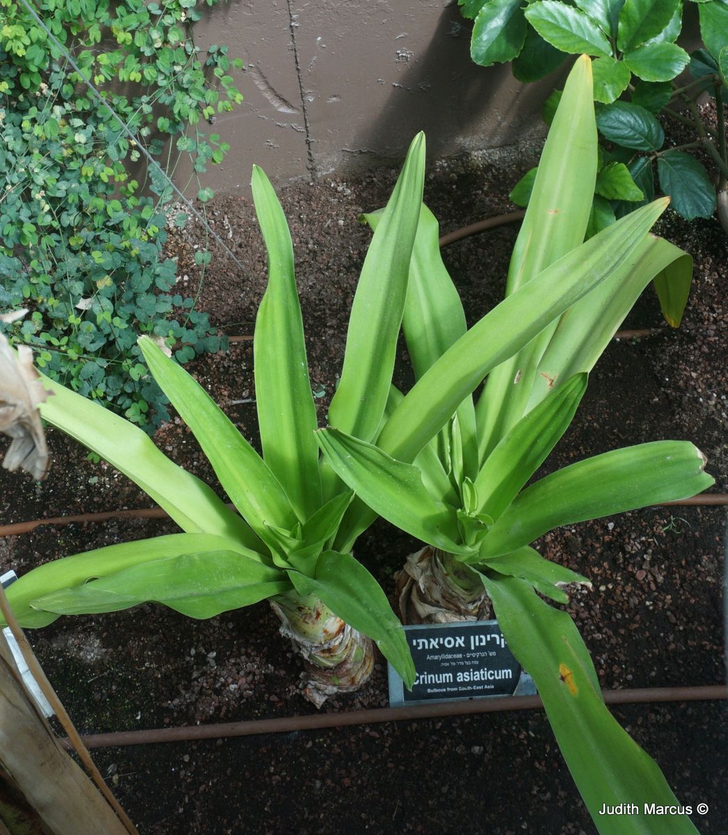 Crinum asiaticum - Asiatic Poison Lily, Poison Bulb, Giant Crinum Lily, Grand Crinum Lily, Spider Lily, קרינון אסיה, קרינון אסיה