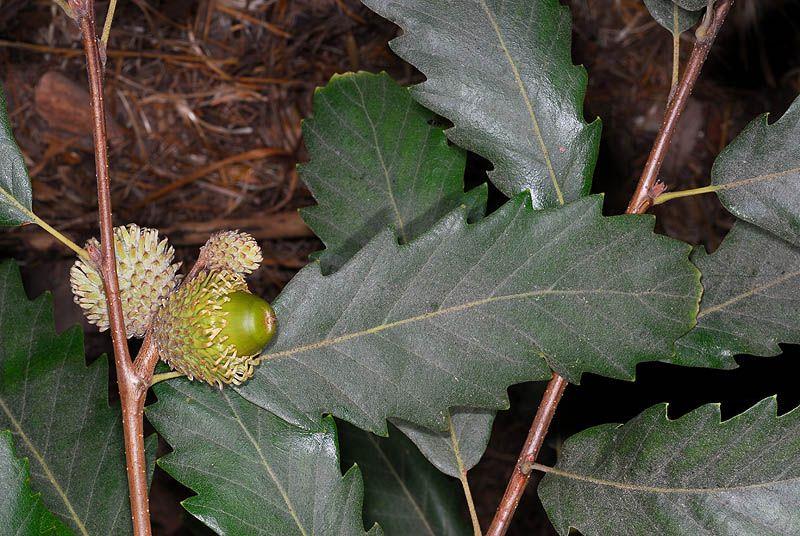 Quercus castaneifolia - Chestnut-leaved Oak, אלון ערמוני, אלון ערמוני