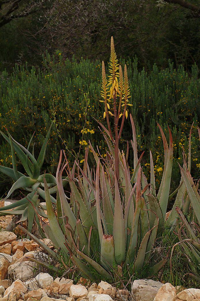 Aloe vera - True Aloe, Medicinal Aloe, Medicine Plant, Burn Plant, Common Aloe, אלווי אמיתי, אלווי אמיתי