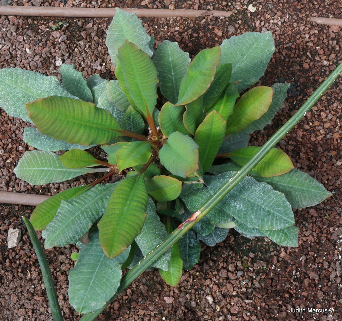 Euphorbia leuconeura - Madagascar jewel, חלבלוב לבן-עורקים, חלבלוב לבן-עורקים