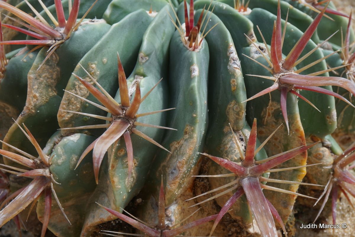 Ferocactus recurvus - Devil's Tongue Barrel, Crow's Claw Cactus, Fish Hook Cactus, פרוקקטוס רחב-קוצים, פרוקקטוס רחב-קוצים