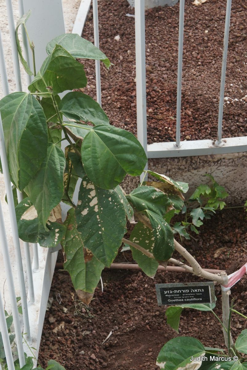 Pavonia cauliflora - פבוניה פורחת-גזע, פבוניה פורחת-גזע