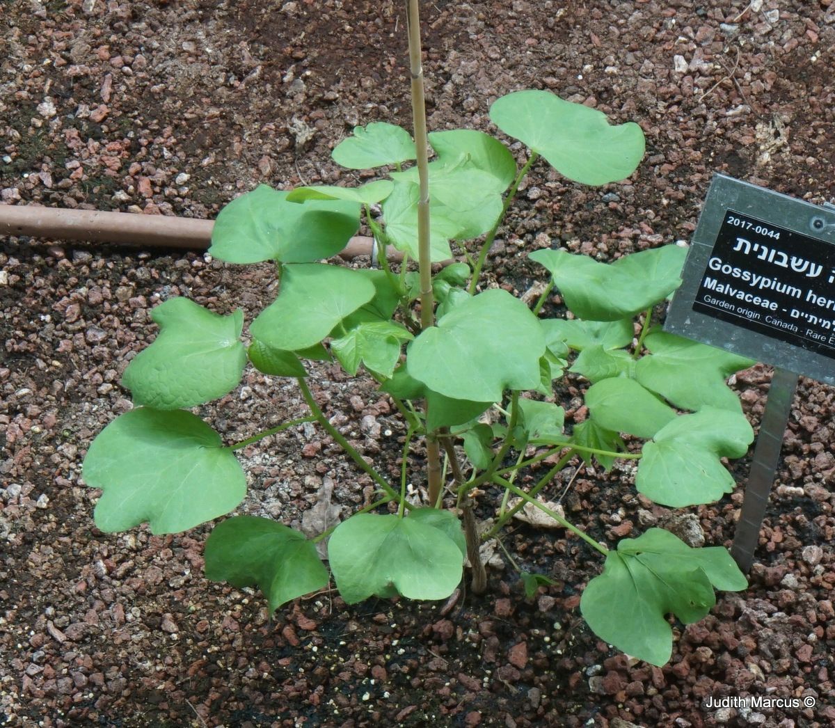 Gossypium herbaceum - Levant Cotton, China Cotton, Oriental Cotton, כותנה עשבונית
