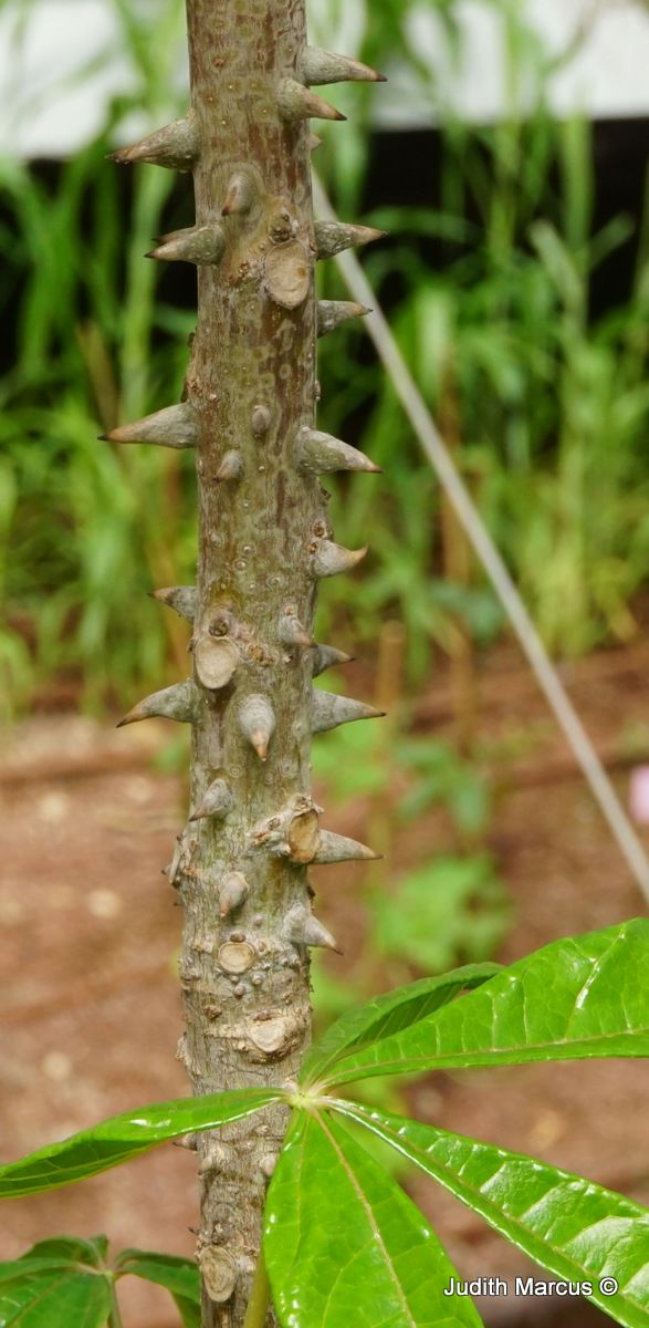Jacaratia spinosa - Wild Papaya, ג'קרטיה קוצנית