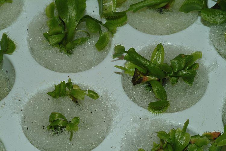 Dionaea muscipula - Venus Fly Trap, דיונאת הזבובים, דיונאת הזבובים