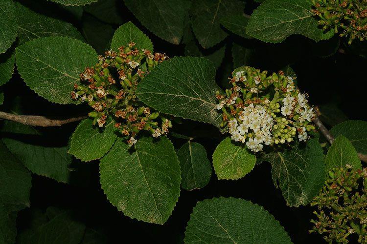 Viburnum schensianum - Shensi Viburnum, מורן שנסיאן, מורן שנסיאן