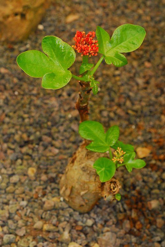 Jatropha podagrica - Buddha Belly Plant, Gout Plant, Purging-nut, Guatemalan Rhubarb, Goutystalk Nettlespurge, יטרופה תפוחה, יטרופית תפוחה