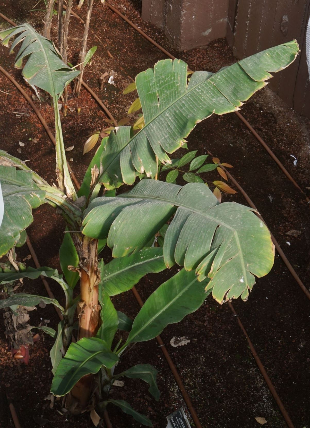 Musa sikkimensis - Darjeeling Banana, Hooker's Hardy Banana, מוז (בננה) סיקים, מוז (בננה) סיקים