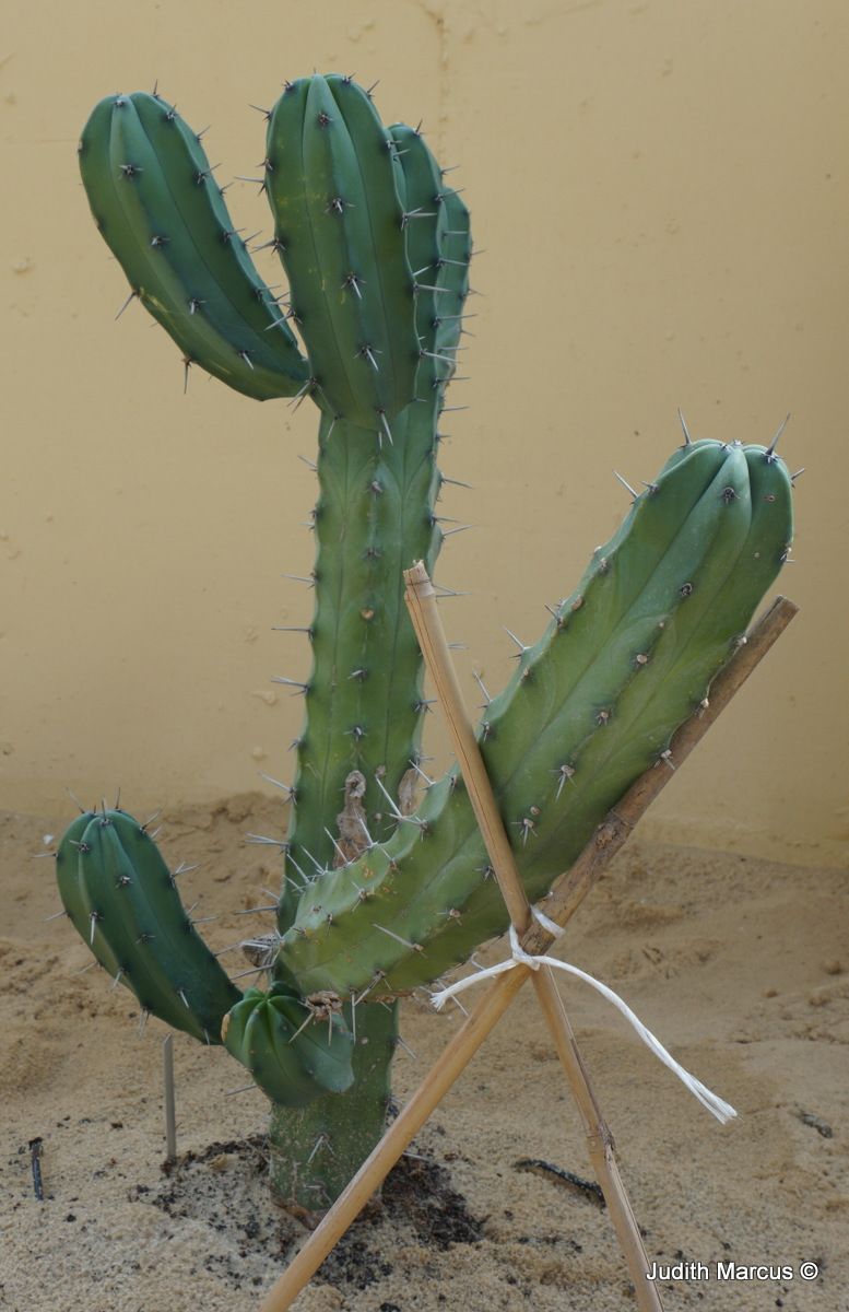 Myrtillocactus geometrizans - Bilberry Cactus, Whortleberry Cactus, Blue Candle, מירטילוקקטוס גיאומטרי