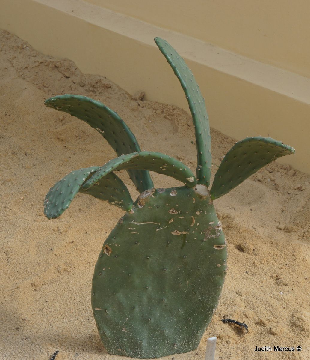 Opuntia ficus-indica - Indian Fig Cactus, Indian Fig Opuntia, Barbary Fig, Prickly Pear , צבר מצוי, צבר מצוי