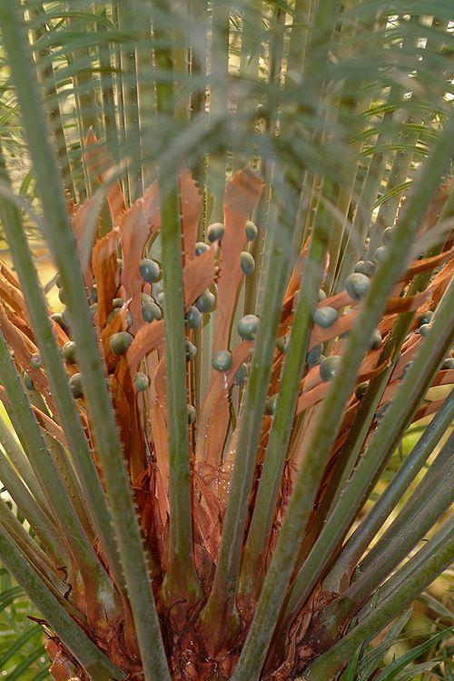 Cycas circinalis - False Sago, Fern Palm, Sego Palm, Queen Sago, ציקס גלול, ציקס גלול